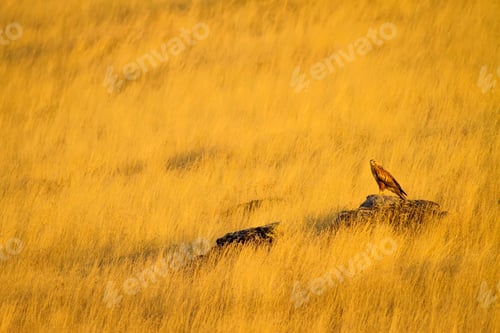 Preview: Hawk And Yellow Dry Grass Background. Nature Art Photography.