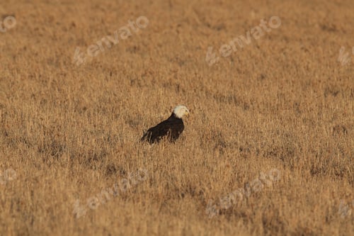 Preview: Bald Eagle, Haliaeetus Leucocephalus Bosque Del Apache National Wildlife Refuge New Mexico