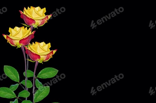 Preview: Flower Bud Roses On A Black Background