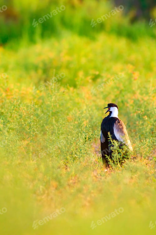 Preview: Cute Bird Spur Winged Lapwing. Green Nature Background.