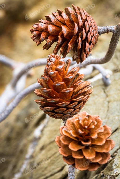 Preview: Pine Cones In The Beach