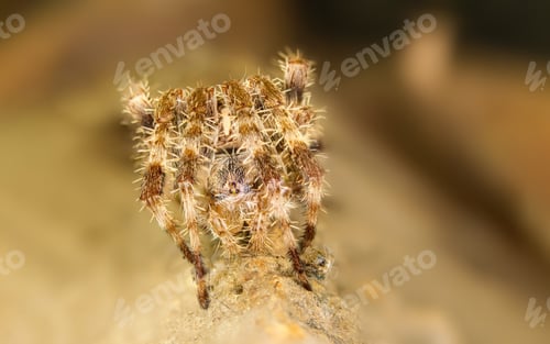 Preview: Natural Habitat And Spider Macro Photo. Brown Nature Background.