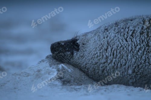 Preview: Gray Seal (Halichoerus Grypus) Pup In Winter, Snowstorm, Helgoland Germany