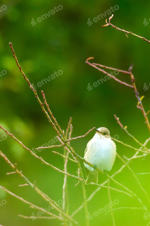 Preview: Cute Bird And Forest. Natural Background. Bird: Spotted Flycatcher
