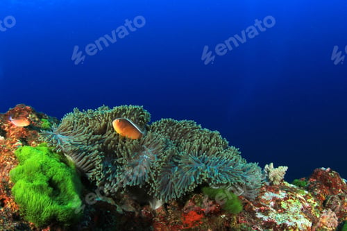 Preview: Skunk Anemonefish (Clownfish) In Anemone On Coral Reef