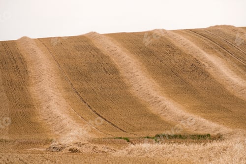 Preview: Rows Of Harvested Barley Stalks In A Sloping Field