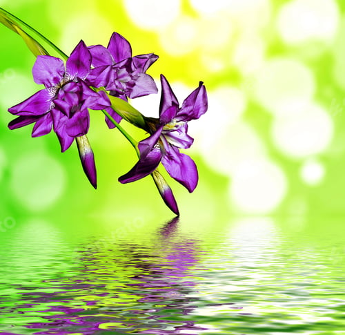 Preview: Flowers Irises