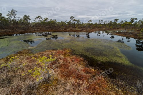 Preview: Swamp Lake With Reflections