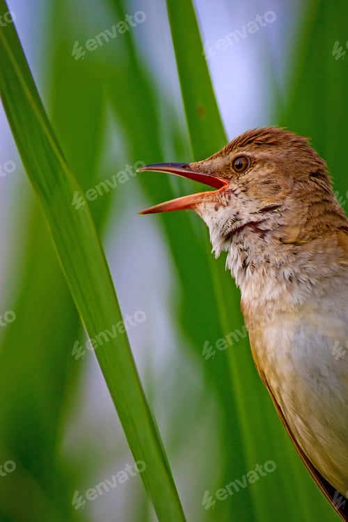 Preview: Singing Bird. Natural Background.
