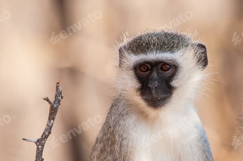 Preview: Vervet Monkey (Chlorocebus Pygerythrus) In Kruger National Park, South Africa