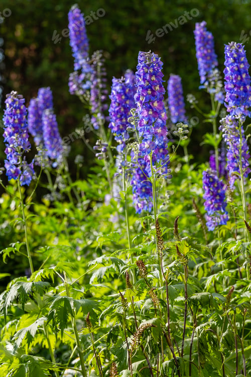 Preview: Beautiful Delphiniums Blooming In The Garden.