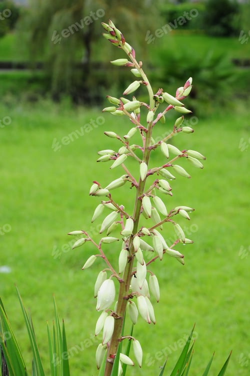 Preview: Yucca Gloriosa Buds