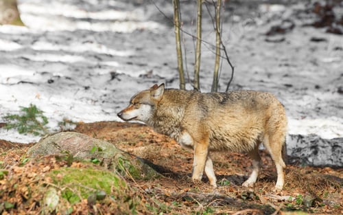 Preview: Wolf In The Bavarian Forest National Park, Bavaria, Germany