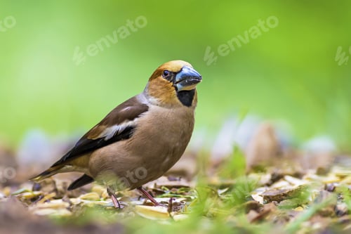 Preview: Cute Little Bird Hawfinch. Hawfinch Is Feeding On The Ground. Green Nature Background. Bird