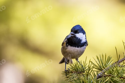 Preview: Spring And Cute Little Bird. Yellow Green Nature Background. Common Bird: Great Tit. Parus Major.
