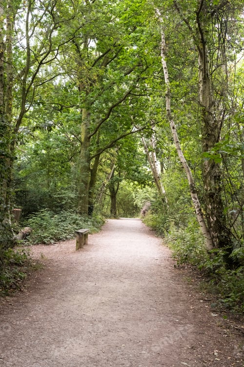 Preview: Dry Woodland Nature Trail With Wooden Bench