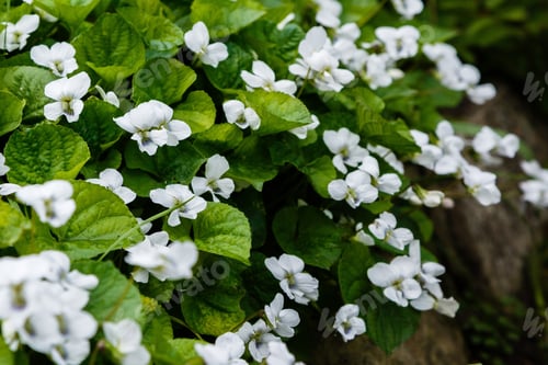 Preview: White Viola Canadensis. White Flowers In Spring Garden. Nature Background.
