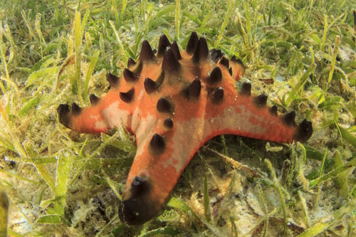 Preview: Starfish Underwater
