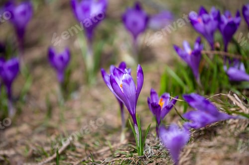 Preview: Crocus Heuffelianus, Beautiful Flowers In The Mountains
