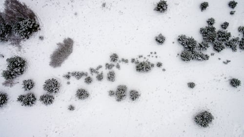 Preview: Aerial View Of Winter Forest Covered In Snow. Drone Photography - Panoramic Image