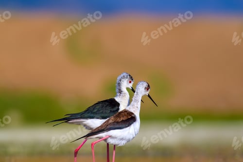 Preview: Cute Bird'S Mating. Common Water Birds. Bird; Black Winged Stilt. Himantopus Himantopus. Colorful