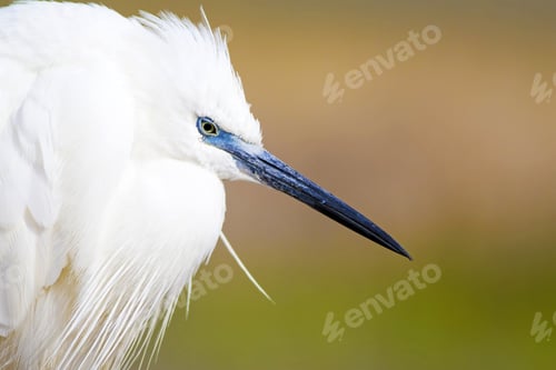 Preview: Beautiful White Heron. Colorful Nature Background. Heron: Little Egret. Egretta Garzetta.