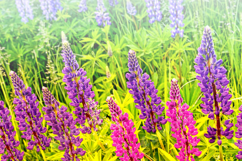 Preview: Summer Landscape With Beautiful Bright Lupine Flowers