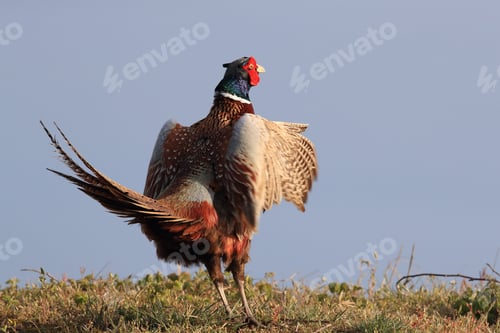 Preview: Common Pheasant (Phasianus Colchicus) Holland