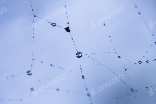 Preview: Abstract Composition With Water Drops, Spiderwebs And Bokeh. Image Has Grain Texture Visible On Its