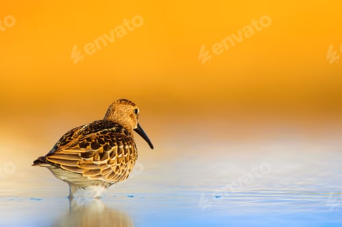 Preview: Cute Water Bird. Yellow Blue Nature Background.