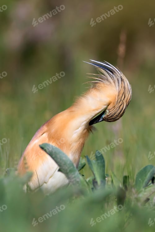 Preview: Heron. Nature Background. Bird: Squacco Heron. Ardeola Ralloides