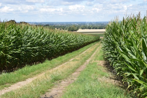 Preview: Dirt Road Between Corn Fields In Schaumburg / Lower Saxony