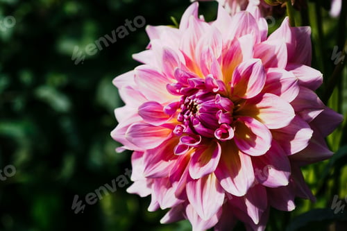 Preview: Beautiful Dahlias In The Autumn Garden. Flowers Dahlias In The Park Or Garden In Autumn.