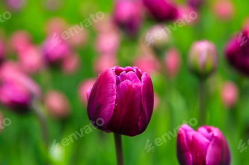Preview: Purple Flower Of Tulip Sort Double You. Hybrids Of Tulips - A Beautiful Spring Bulbs. Growing