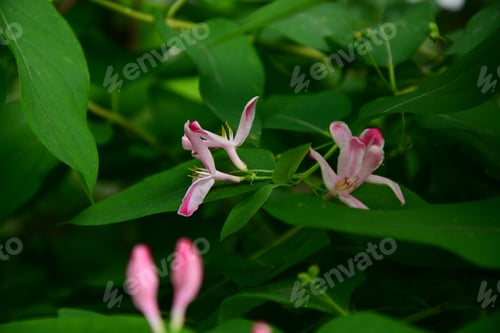 Preview: Lonicera Tatarica (Tartarian Honeysuckle)