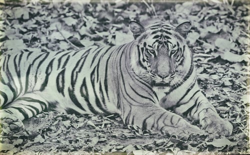 Preview: Vanishing Indian Wildlife: Vintage Style Image Of A Large Male Bengal Tiger In Bandhavgarh National