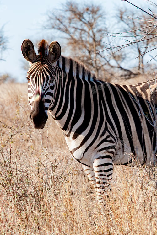 Preview: Zebras In The Kruger National Park, South Africa