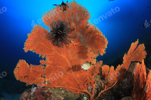 Preview: Underwater Coral Reef. Sea Fish In Ocean.