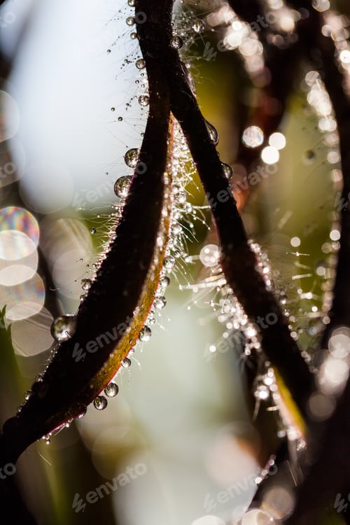 Preview: Abstract, Macro Composition With Leaves And Water Drops