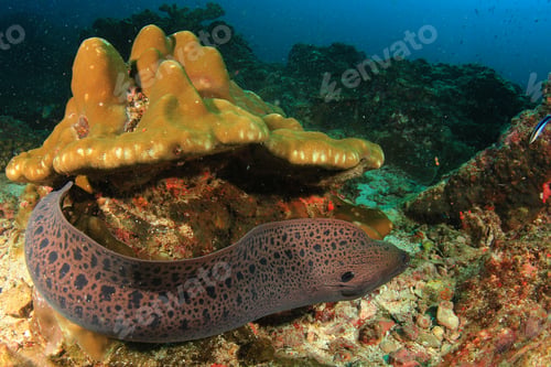 Preview: Moray Eel