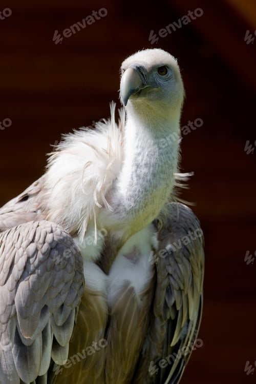 Preview: European Griffon Vulture (Gyps Fulvus Fulvus)