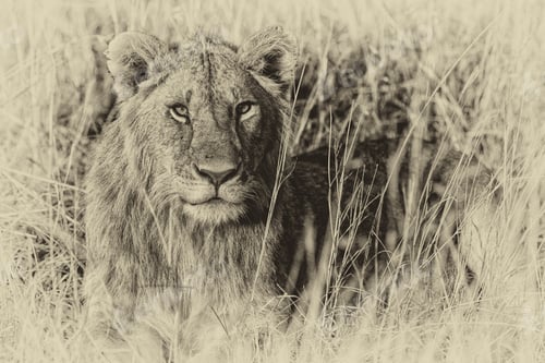 Preview: Vanishing Africa: Vintage Style Image Of An African Lion In The Maasai Mara National Park, Keny