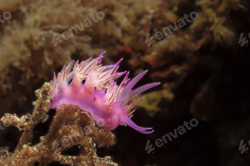 Preview: Flabellina Nudibranch