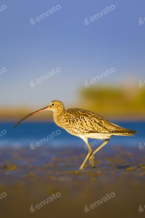Preview: Cute Bird Curlew. Blue Sea And Blue Sky Background. Eurasian Curlew Numenius Arquata