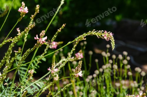 Preview: Hungarian Sainfoin (Onobrychis Arenaria) On A Sunny Day In Garden. A Bee Collects Nectar On