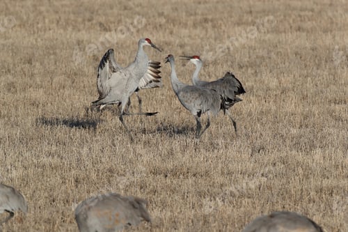 Preview: Sandhill Crane Bosque Del Apache Wildlife Reserve New Mexico In Winter , Usa