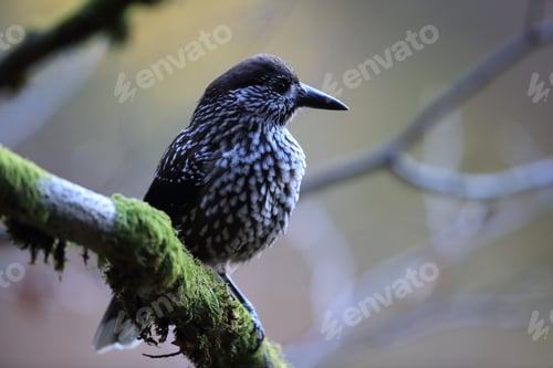 Preview: Spotted Nutcracker, Eurasian Nutcracker Black Forest Germany
