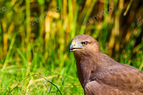 Preview: Bird Of Prey. Portrait Of Buzzard. Green Nature Background.