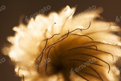 Preview: Beautiful Dried Herbs