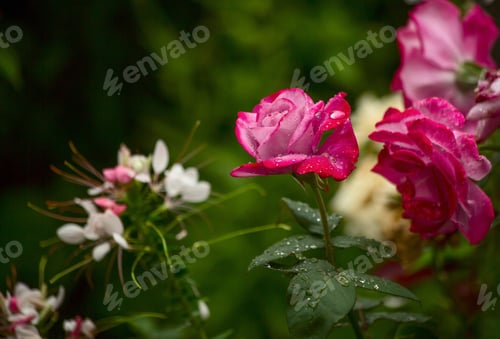 Preview: Purple Rose In Drops Dew In The Garden